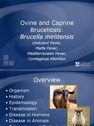 An infectious disease contracted from meat or milk products from infected domestic animals; Brucellosis Bmelitensis Medical Specialties Health Sciences