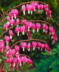 Bleeding Hearts Most Beautiful Flowers Bleeding Heart Beautiful Flowers