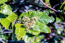 Image result for Sida dregei