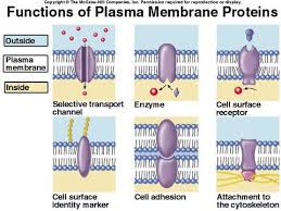 Plasma Membrane Proteins Can Act As Receptors Second Messager Systems Enzymes Channels Ligand Gated Voltage Gated Plasma Membrane Cell Membrane Membrane
