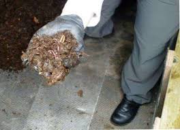 What types of worms you may find in your toilet? Turd Eating Worms Clear Air Around Canadian Toilets