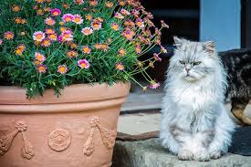 Watch our video, featuring our expert vet alison, as she meets a florist to discuss the dangers that some flowers pose to our feline friends. Plants That Are Poisonous To Cats Persian Cat Corner