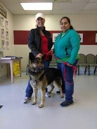 German shepherd puppies for sale Lani S Lucky Shepherds Of Houston Luckyshepherds Twitter