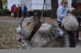 Many new moms see noticeable hair loss a few months after having a baby. Alaskan Malamute Information Dog Breed Facts Dogell Com