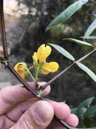 Image result for Senna occidentalis
