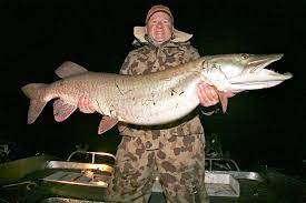 A new west virginia state record muskellunge, aka muskie, has been caught, and the big fish has been released to be caught another day. 10 Biggest Muskie World Records Ever Caught