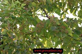 Image result for Hovenia