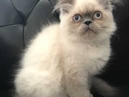 All photos protected by copyright laws. Colour Point Himalayan Kitten With Sky Blue Eyes Enfield Middlesex Pets4homes