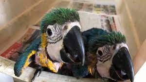 Maybe you would like to learn more about one of these? Ministry Cracks Down On Animal Smuggling Loop Trinidad Tobago