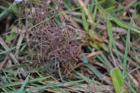 Image result for Micrargeria