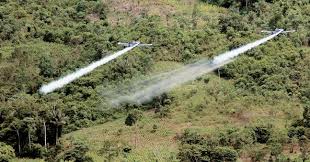 Córdoba se opone a erradicación de cultivos de uso ilícitos con ...