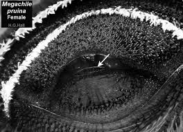 Image result for Enneapogon pretoriensis