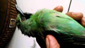 Cara memilih burung cucak ijo prospek bagus berikutnya yang harus anda perhatikan adalah lihat bentuk paruhnya. Burung Mati Youtube