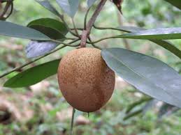 Image result for Sapotaceae