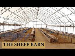 Sheep Barn Design And Layout Vlog 125