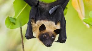 Fruit bats also fly much farther than most other pollinating animals, they can go up to 100km in one night! Indian Flying Fox Capron Park Zoo