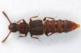 Image result for Cylindropsis