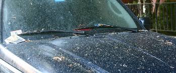 The Best Way To Remove Tree Sap From Your Car Auto World