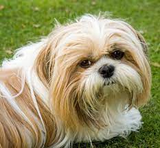 Shih tzu chihuahua mix charakter. Shih Tzu Rassenprofil Wesen Haltung Pflege Und Ernahrung