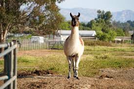 Black Mountain Pack Llamas