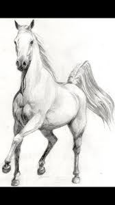 Horse Drawings Animal Drawings Horse Sketch