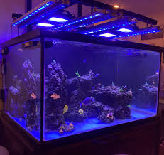 4.1 out of 5 stars 312. Pirate Monkeys 200g Sps Journey Reef2reef Saltwater And Reef Aquarium Forum