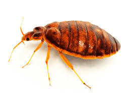 Things to do in waco, tx. Waco Pest Control Waco Exterminator Termite Control Ipest Solutions Waco Exterminator