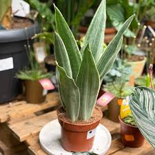 Image result for Sansevieria metallica