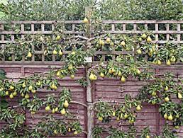One of the most beautifully trained trees i've. Espalier Wisconsin Horticulture