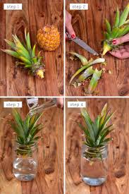 Unlike some fruits that contain extra starch reserves which can ea. How To Cut A Pineapple Pull Apart Peeling Pineapple Hack Alphafoodie