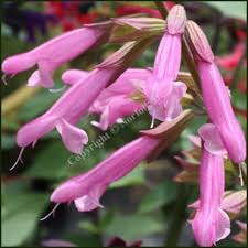 It's a great option if you've never ordered flowers before, as there's a wonderful selection of flowers and plants. Buy Salvia Kisses And Wishes Plants Online From Norfolk Herbs