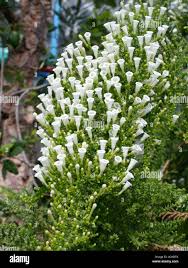 Image result for Fabiana imbricata