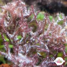 Image result for Ochna macrocalyx