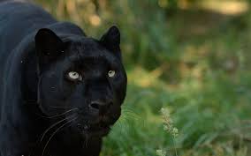 In this animal collection we have 23 wallpapers. Best 44 Panther Wallpaper On Hipwallpaper Black Panther Wallpaper Black Panther Marvel Wallpaper And Panther Lily Wallpaper