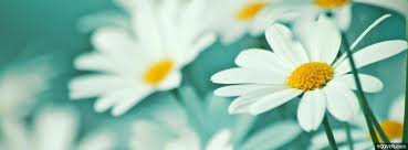 Here are 40 beautiful flower pictures to inspire you. White Flowers Photo Facebook Cover