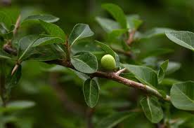 Image result for Commiphora caerulea