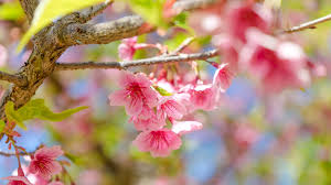 The various flowering plum trees come from all around the world. Top 10 Flowering Trees