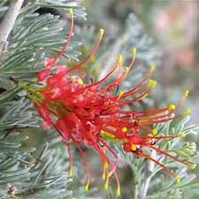Image result for Grevillea biternata