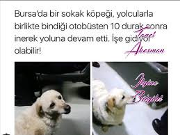Deniz Erbey Adli Kullanicinin Caps Panosundaki Pin Komik Alintilar Komik Komik Resimler