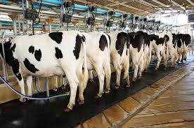 Yet you pay taxes to fund public education, so where does that money go? The Trend Towards Eating Dairy Cow Meat Foodprint