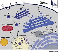 1 2 3 all known living things are made up of one or more cells. Emerging Roles For The Lysosome In Lipid Metabolism Trends In Cell Biology