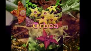 Image result for Orbea lugardii