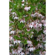 We did not find results for: Styrax Japonicus Jl Weeping Jl Weeping Japanese Snowbell Japanese Plants Flowering Trees Plants