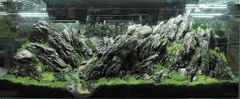 Aquascaping Gao Dong Sheng Paludarium