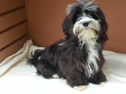 Black And White Havanese Puppy Names Havanese Black With White Markings Havanese Havanese Dogs Havanese Puppies