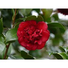 'alba plena', 'debutante', 'gigantea', 'lady clare', 'mathotiana', 'professor charles s. Jc Raulston Arboretum