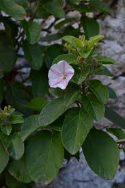 Image result for Convolvulus farinosus