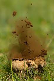 Maybe you would like to learn more about one of these? Kaboom Mushroom Explosion Mushroom Fungi Stuffed Mushrooms Fungi