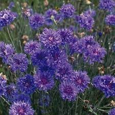 Cornflower Crown Double Blue Appx 200 Seeds Annuals Biennials Ebay Flower Seeds Types Of Soil Cornflower