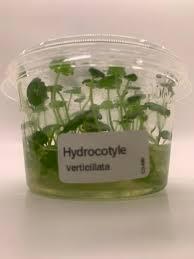 Image result for Hydrocotyle verticillata